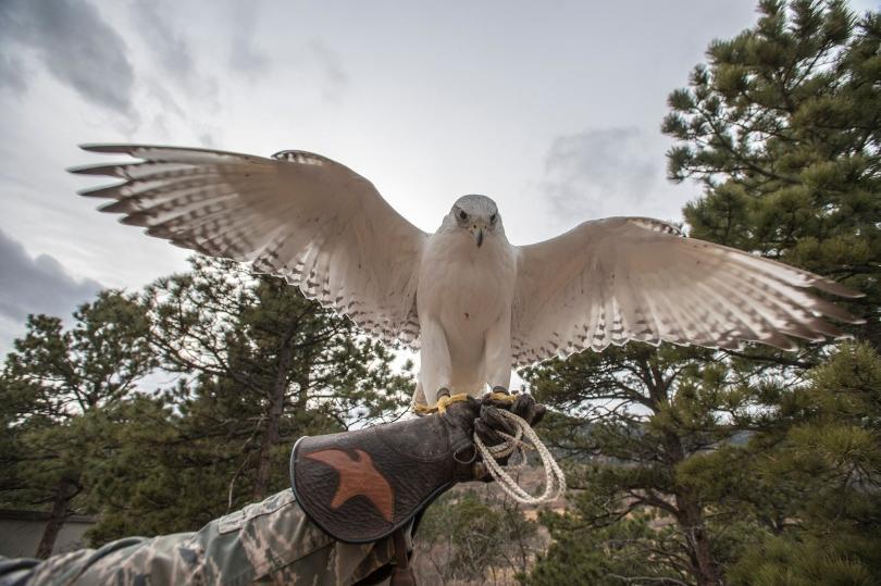 Army Apologizes To Air Force After Falcon Mascot Kidnapped & Left With Life-Threatening Injuries