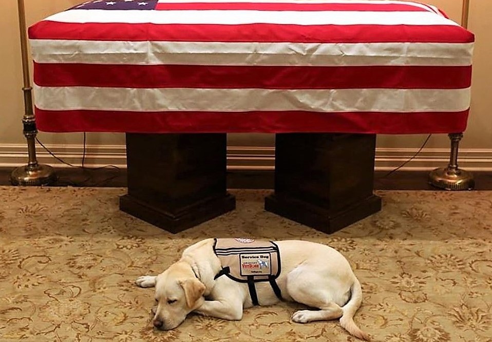 Heartbreaking Image Of George Bush’s Service Dog Lying Next To The Former President’s Coffin