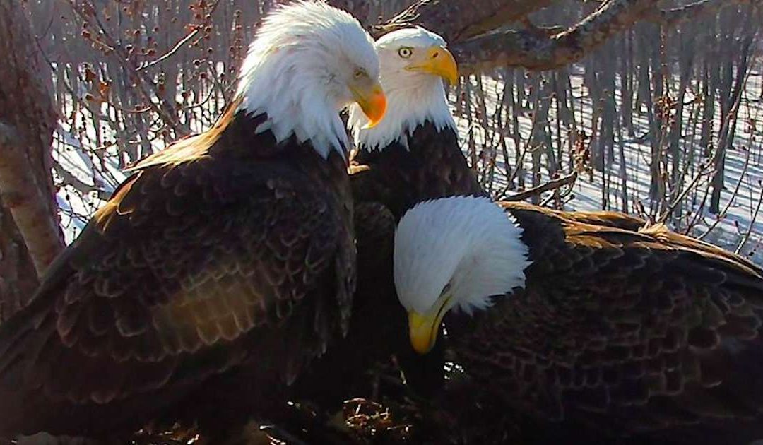 LIVE WEBCAM:  Rare Trio Of America’s Birds Raising Eaglets Together