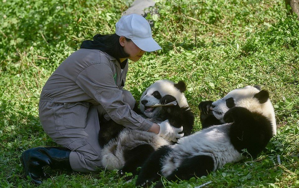 PANDAS! World’s First Set Of Twins Born To Wild Dad & Captive Mom Enjoy Bamboo At 10 Months