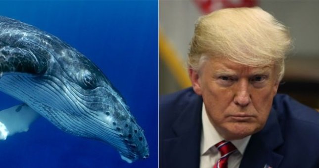 Trump Tweets He’s Met “The Prince Of Whales” & Hilarity Ensues On Social Media