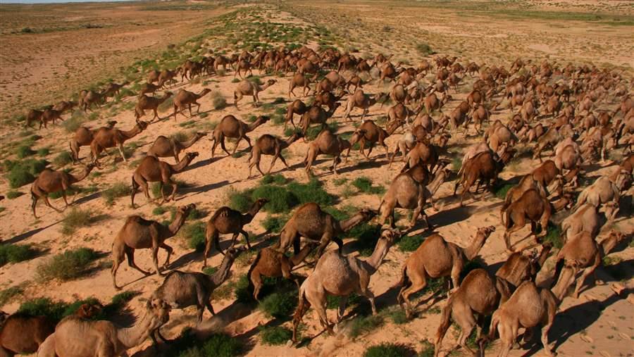 10,000 Camels To Be KILLED In Australia As Water Becomes Issue In SEVERE Drought