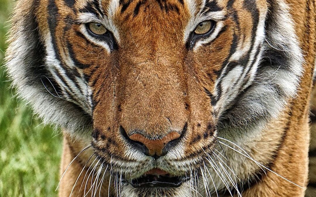 Tiger At Bronx Zoo Tests POSITIVE For Coronavirus – Animals NOT Immune