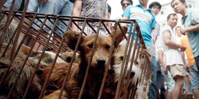 China To Reclassify Dogs As PETS Not Livestock – Animal Rights Groups Call It “Game Changer”