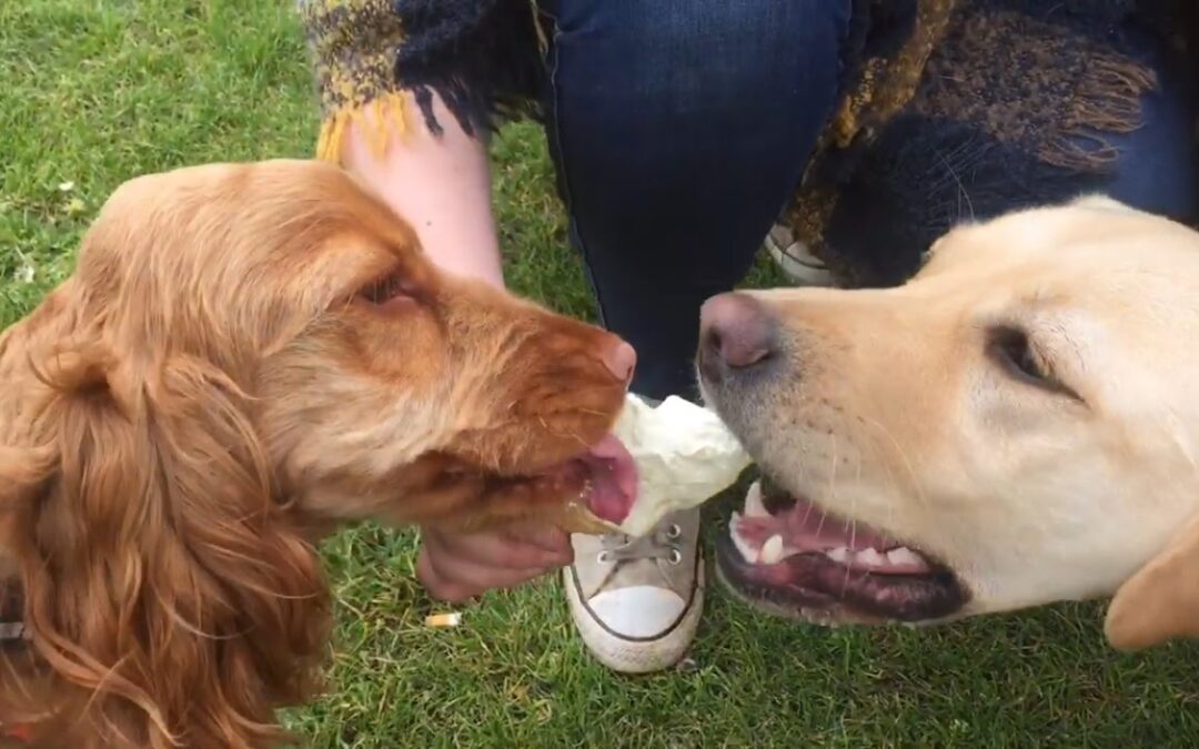 Dogs May Help Sniff Out Coronavirus Carriers – Labradors & Spaniels To The Rescue