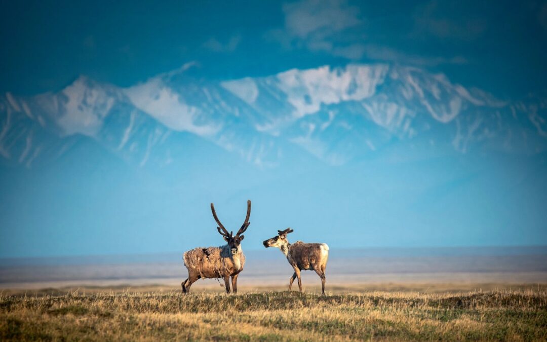 Trump Finalizes Plan To Start Drilling In Alaska Wildlife Refuge – Victory For Big Oil