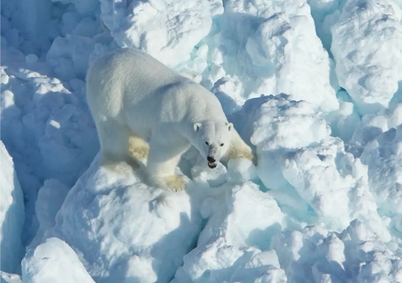 Defeated Trump Now RUSHING Drilling Rights In Arctic Wildlife Refuge