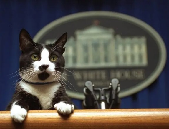 First Cat In A Dozen Years Set To Move Into White House After Biden Inauguration