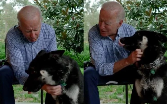 Biden’s German Shepherd Will Be FIRST Shelter Rescue Dog In White House