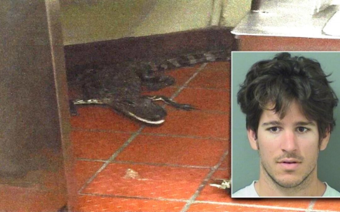 TRUE: Florida Man Busted After Tossing Alligator Through Wendy’s Drive-Through Window